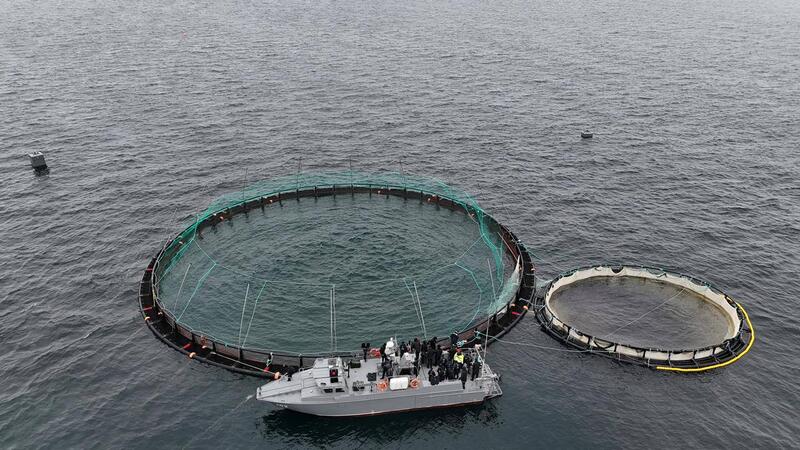 В Мангистау реализуется первый в Центральной Азии проект морской аквакультуры