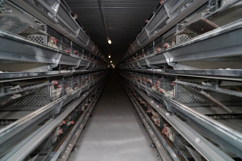 ТУРКЕСТАН: ПТИЦЕФАБРИКА В САРЫАГАШЕ ОБЕСПЕЧИВАЕТ РЕГИОН ОТЕЧЕСТВЕННОЙ ПРОДУКЦИЕЙ