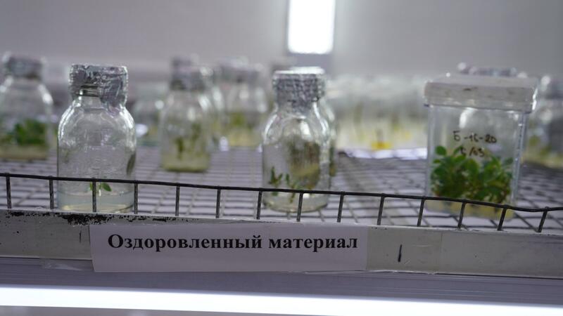 В Казахстане создают первый маточник безвирусных подвоев яблони
