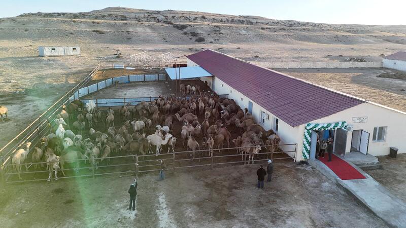 Нурдаулет Килыбай ознакомился с работой первого в Казахстане автоматизированного цеха по доению верблюдов.