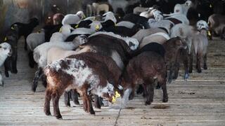 Животноводческий кластер будет создан в Акмолинской области