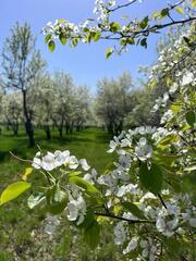 7000 подвоев яблони из Нидерландов завезли в Казахстан