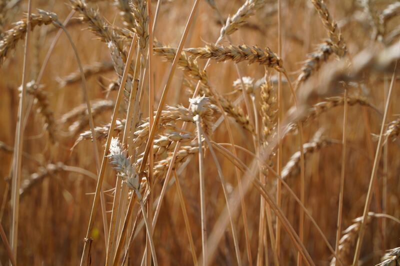 Акмолинские аграрии собрали рекордных 5 миллионов тонн зерна