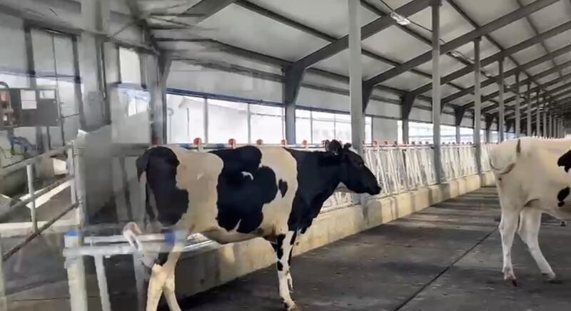 В Казахстане обновляют племенное поголовье для увеличения производства молока и мяса