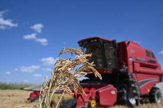 В области Жетісу аграрии начали уборку риса