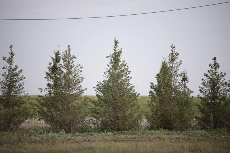 В Акмолинской области развивается производство отечественного посадочного материала