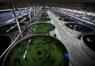 МСХ РК разработало проект приказа по субсидированию аквакультуры и племенного рыбоводства