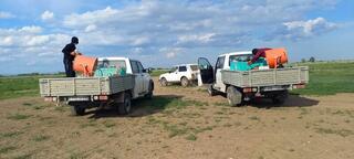 1,3 млн га обработано против саранчовых в Казахстане