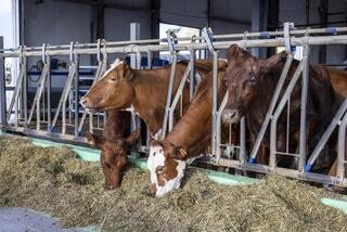 В области Жетісу за 3 года производство сельхозпродукции выросло на 4,2%, а поголовье скота – на 8,1%