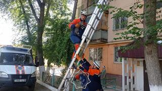 Более 400 случаев спасения животных: как сотрудники МЧС РК помогали братьям нашим меньшим в 2025 году