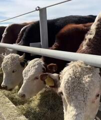 В Аксуатском районе реализуется новый проект в сфере сельского хозяйства