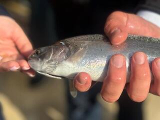 Рыбная отрасль Казахстана демонстрирует устойчивый рост