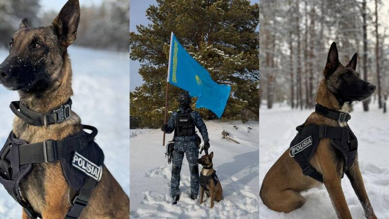 28 преступлений было раскрыто служебными собаками в области Абай