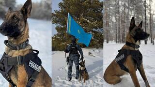 28 преступлений было раскрыто служебными собаками в области Абай