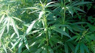 “Қарасора - 2025”: пресечены внутренние наркоканалы