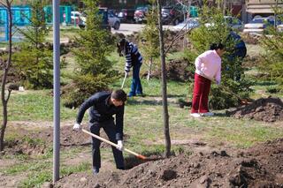 Более 300 деревьев посадили в сквере «Жастар-2»