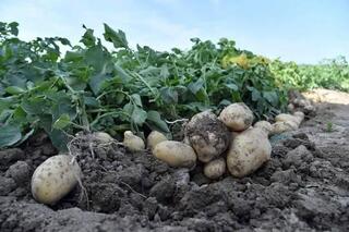 ТУРКЕСТАН: В САРЫАГАШЕ НАЧАЛСЯ СБОР РАННЕСПЕЛОГО КАРТОФЕЛЯ