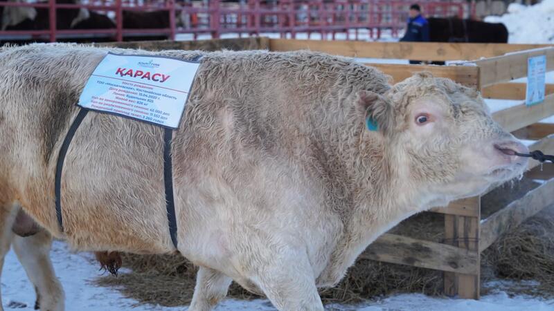 Рассмотрены актуальные вопросы развития племенного животноводства