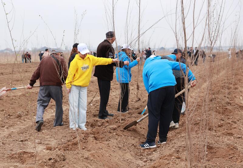 Таза Қазақстан: в Таразе высажено 10 тысяч деревьев