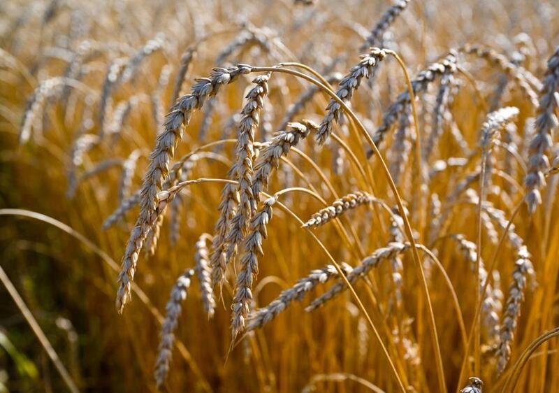 Аким области Гауез Нурмухамбетов доложил Президенту о ходе уборочной кампании в СКО