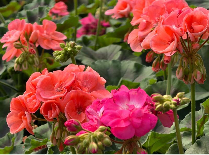 В Алматы цветы украсят более 380 тыс. кв. метров городских территорий