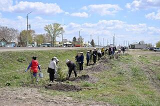В области Абай проведен мониторинг высаженных деревьев и уровня их приживаемости