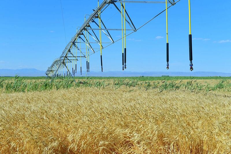 АПК Туркестанской области показывает высокие темпы развития