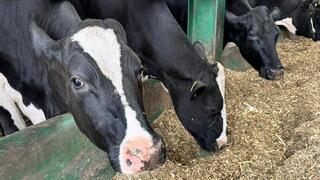 Внесены изменения в Правила субсидирования развития племенного животноводства, повышения продуктивности и качества продукции животноводства