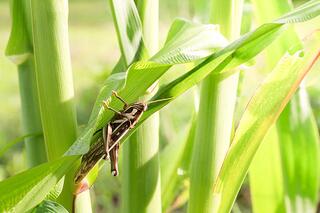 В области начата подготовка к борьбе с саранчой